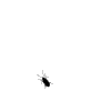 bug_animated